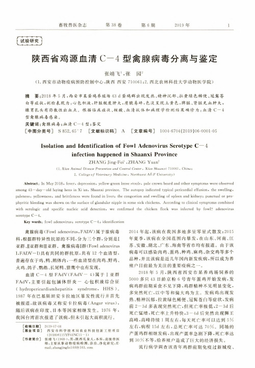陕西省鸡源血清c-4型禽腺病毒分离与鉴定