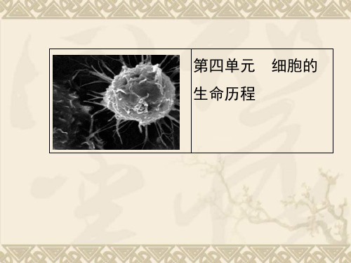 高三人教版生物一轮复习课件 第四单元 第一课时 细胞的增殖(87张PPT)