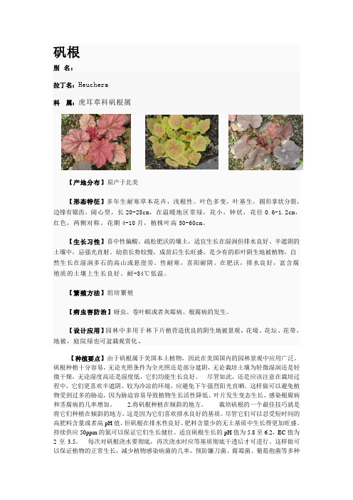 矾根