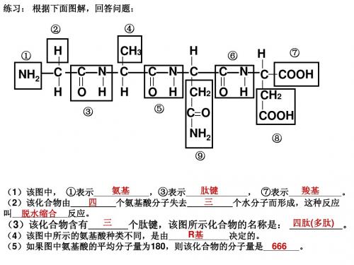 第四课时 第三节 蛋白质的计算与核酸