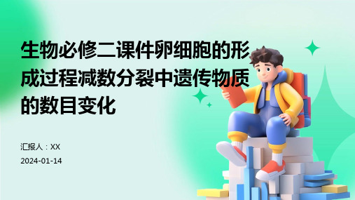 生物必修二课件卵细胞的形成过程减数分裂中遗传物质的数目变化
