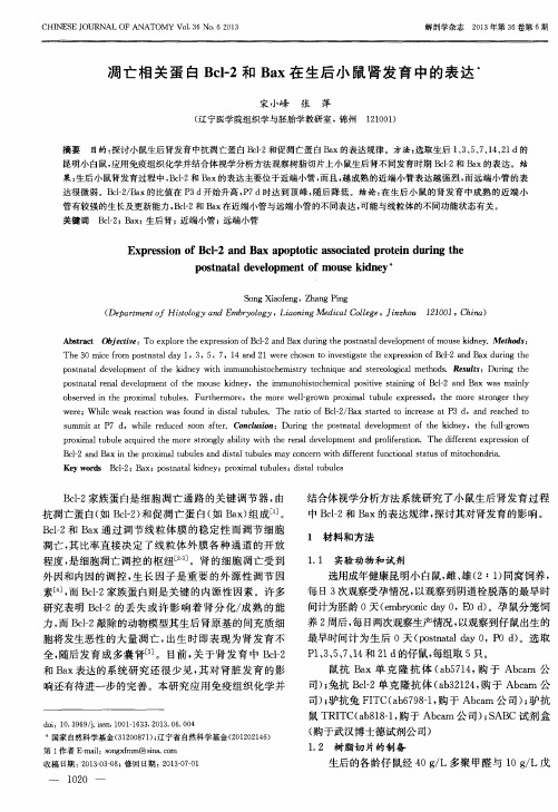凋亡相关蛋白Bcl-2和Bax在生后小鼠肾发育中的表达