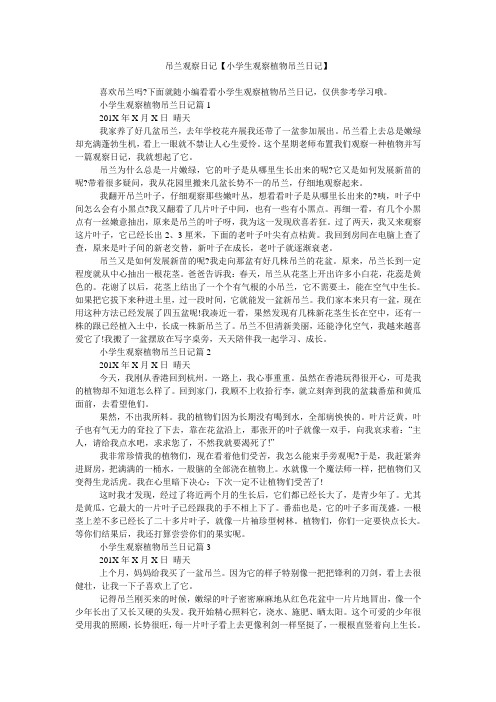 吊兰观察日记【小学生观察植物吊兰日记】