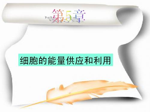 5.1降低化学反应活化能的酶
