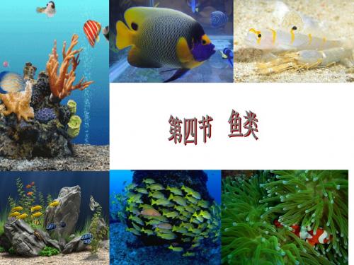 第四节鱼(含课后练习题答案)