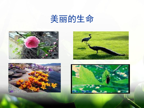 七年级语文人教版课标上册《18 短文两篇(蝉,贝壳)》课件(共45张PPT)