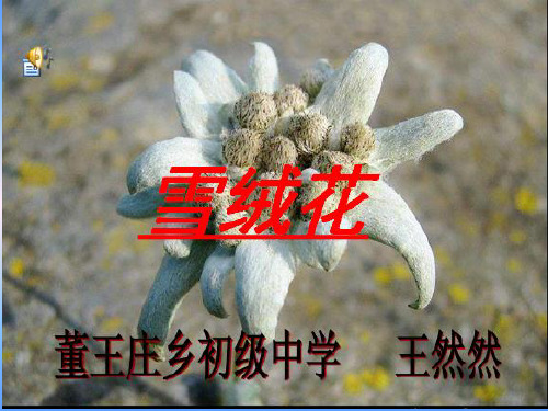 雪绒花初中音乐人音版八年级上册_9课件