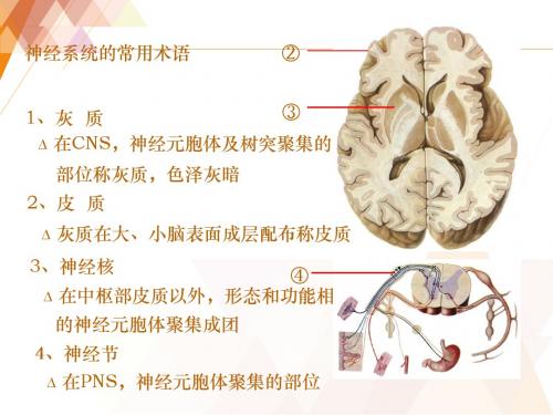 传导通路  ppt课件