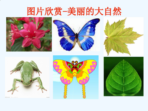 小学二年级轴对称图形课件