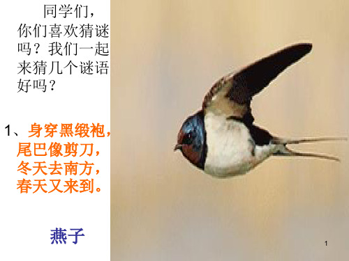 森林里的小动物ppt课件