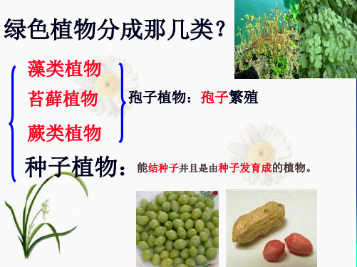 种子植物PPTppt(共29张PPT)