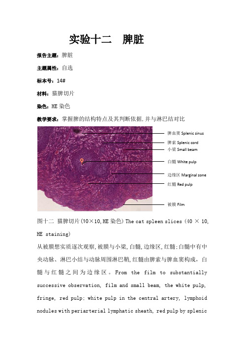 实验十二  脾脏