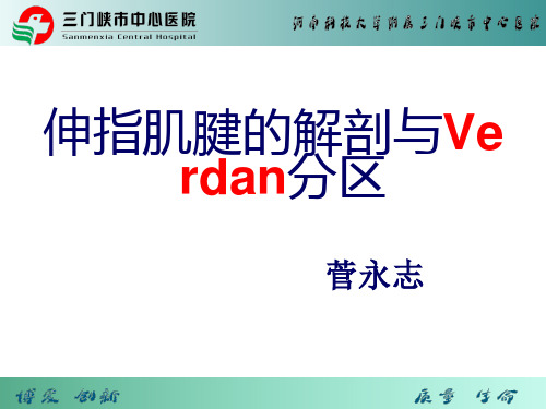 伸指肌腱的解剖及Verdan分区