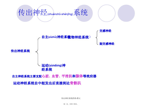 传出神经系统药理图文课件