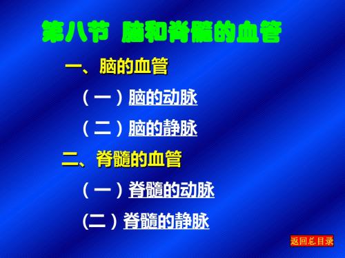脑和脊髓的血管PPT课件