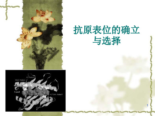 抗原表位PPT演示课件