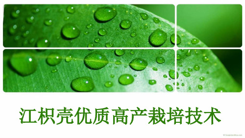 江枳壳优质高产栽培技术