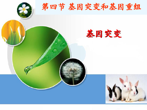 苏教版高中生物必修二第四章第四节基因突变(共19张PPT)