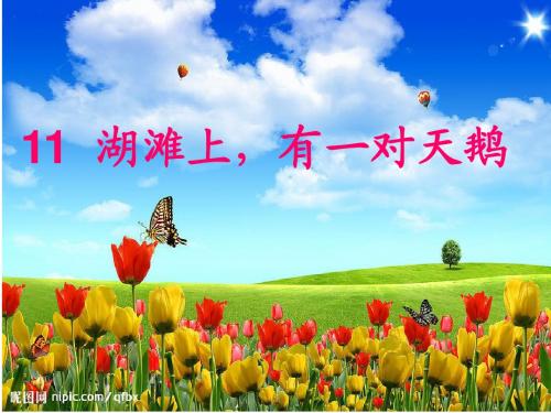 《湖滩上_有一对天鹅》修改后课件