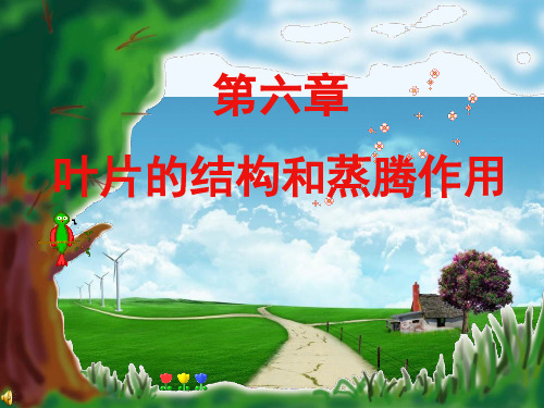 生物人教版七年级上册叶片的结构和蒸腾作用