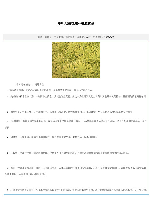 彩叶地被植物-遍地黄金