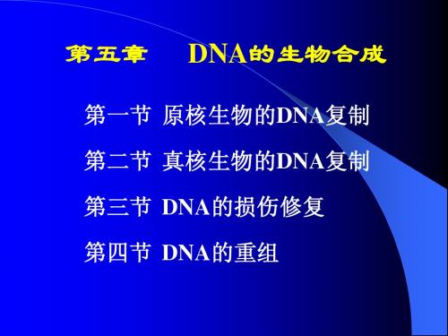 第五章DNA生物合成