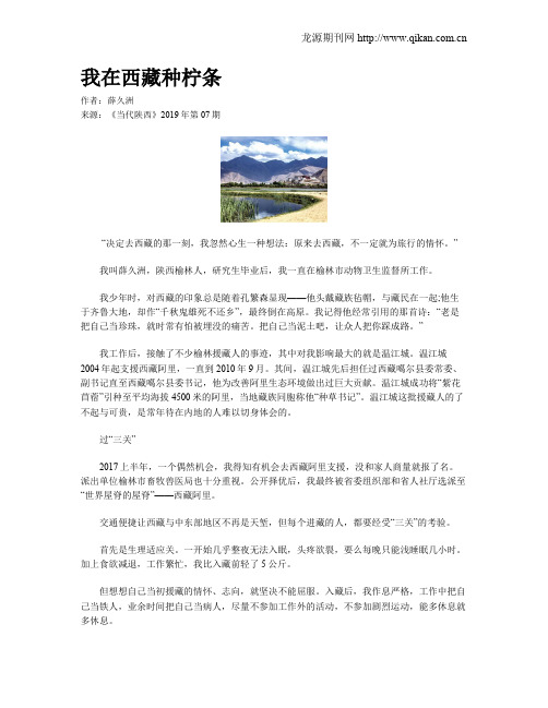 我在西藏种柠条