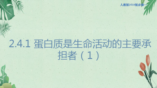 2.4 蛋白质是生命活动的主要承担者 课件(2)-高中生物必修1分子与细胞(共21张PPT)(完美版课件)