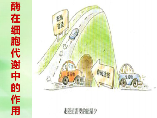酶在细胞代谢中的作用