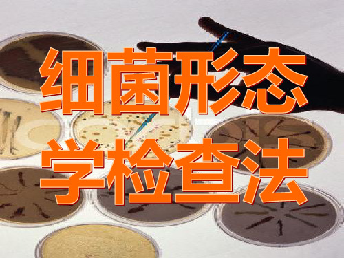 医学细菌的形态学检查
