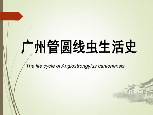 广州管圆线虫生活史