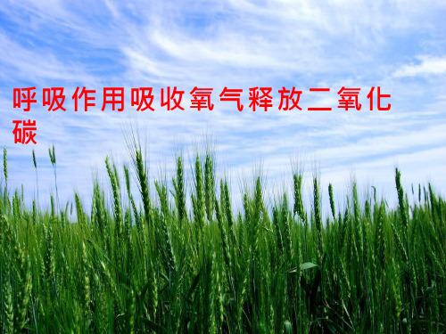 初中生物《呼吸作用消耗氧气释放二氧化碳》教学课件设计