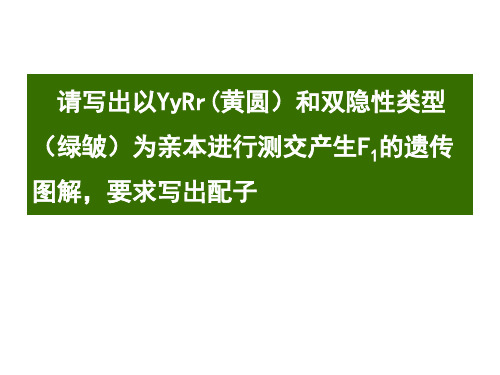 12自由组合定律-2-浙江省温州人文高级中学高中生物浙教版必修2课件(共20张PPT)