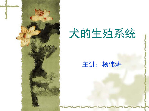 犬的生殖系统-精品文档