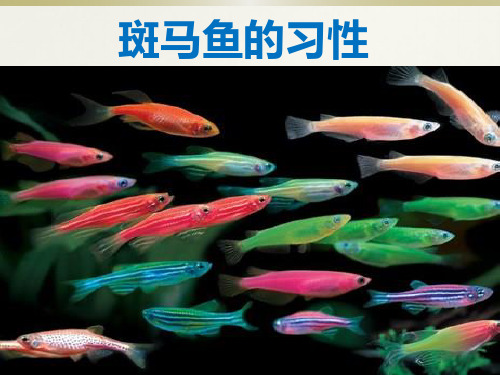 斑马鱼的习性