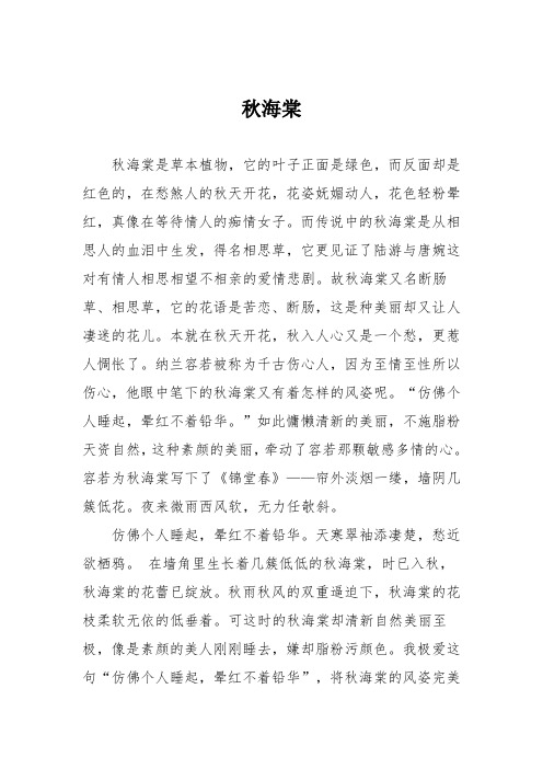 小学六年级作文：秋海棠