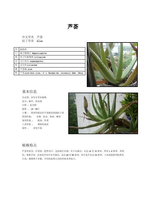 芦荟
