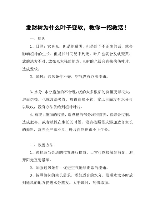 发财树为什么叶子变软,教你一招救活!