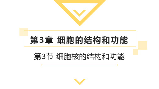 3.3细胞核的结构和功能-赛课课件(13张PPT)
