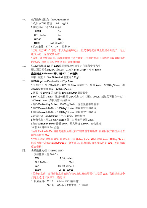 载体构建步骤