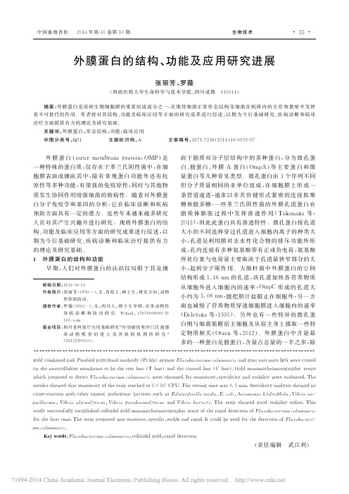 外膜蛋白的结构_功能及应用研究进展_张丽芳