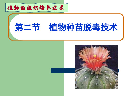 植物种苗脱毒技术--谢文娟