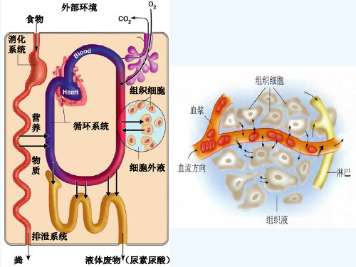 神经调节和激素调节的关系ppt课件