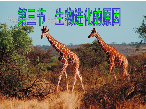 人教版八年级生物下册第七单元 第三章 第三节生物进化的原因课件(共38张PPT)