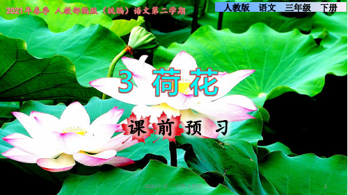 部编版语文三年级下学期第1单元3 荷花课前预习课件ppt