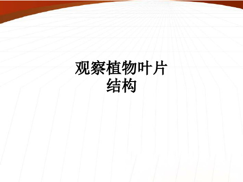 观察植物叶片结构课件
