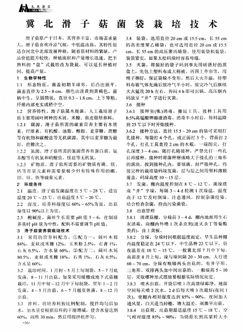 冀北滑子菇菌袋栽培技术