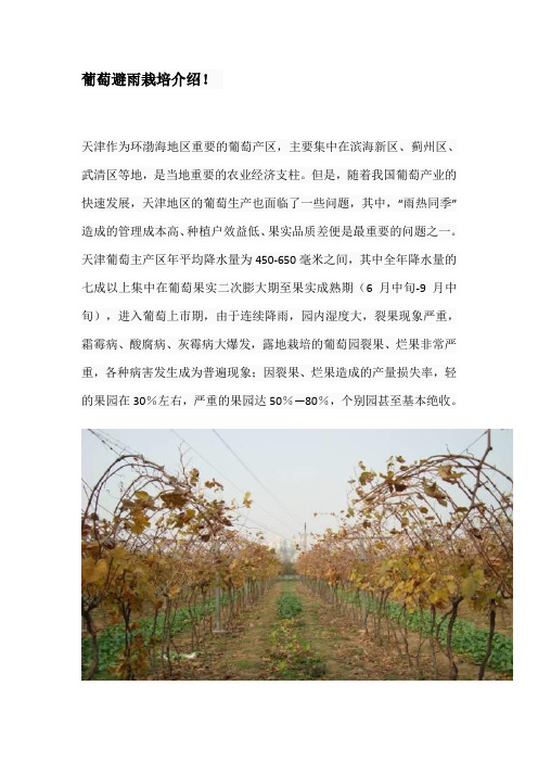 葡萄避雨栽培介绍