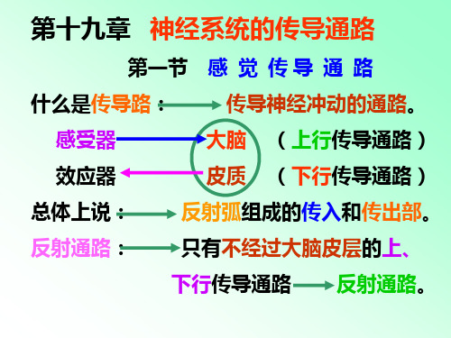解剖学  传导路
