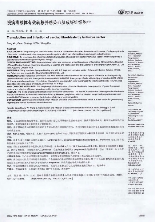 慢病毒载体有效转移并感染心肌成纤维细胞